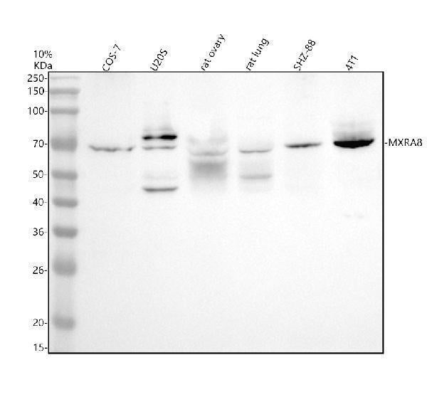 Anti-MXRA8 Antibody Picoband® Boster Bio