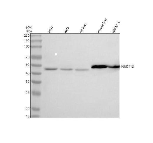 Anti-NUDT12 Antibody Picoband® Boster Bio