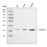 Anti-UBXN8 Antibody Picoband® Boster Bio