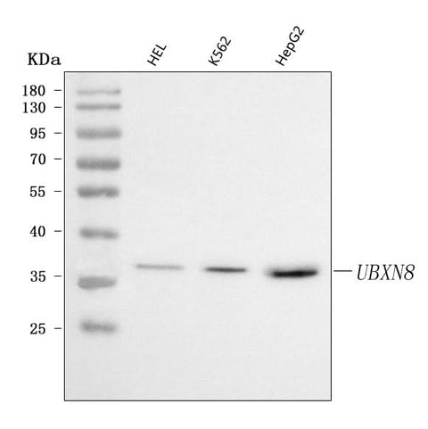 Anti-UBXN8 Antibody Picoband® Boster Bio