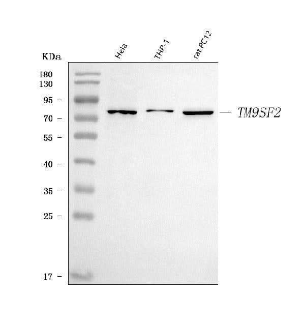 Anti-TM9SF2 Antibody Picoband® Boster Bio