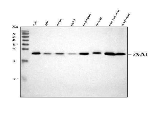 Anti-SDF2L1 Antibody Picoband® Boster Bio