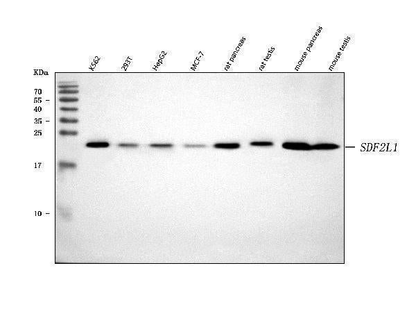 Anti-SDF2L1 Antibody Picoband® Boster Bio