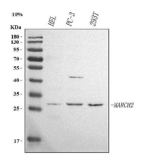 Anti-MARCHF2 Antibody Picoband® Boster Bio