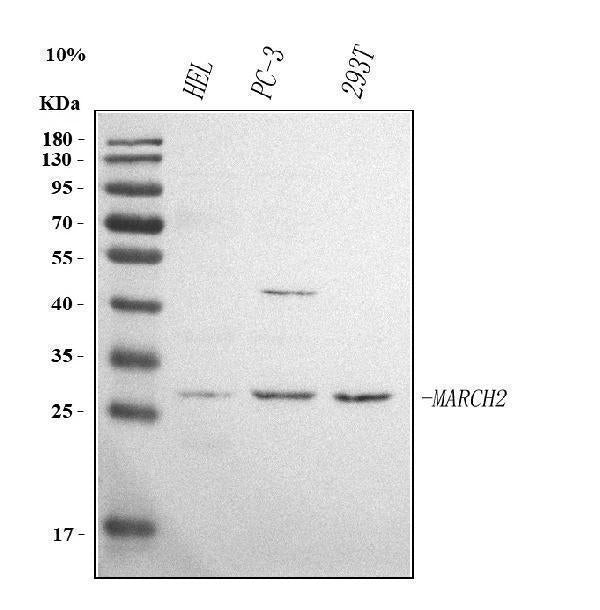 Anti-MARCHF2 Antibody Picoband® Boster Bio