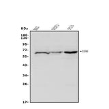 Anti-Rad9b Antibody Picoband® Boster Bio