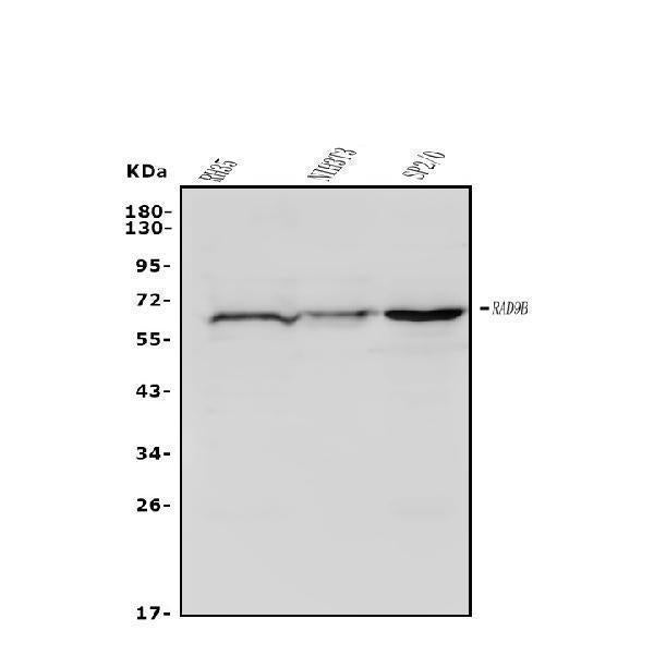 Anti-Rad9b Antibody Picoband® Boster Bio