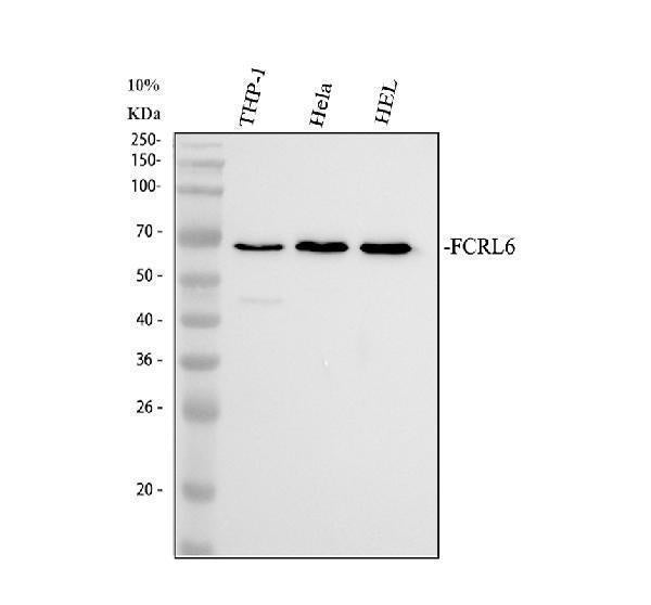 Anti-FCRL6 Antibody Picoband® Boster Bio