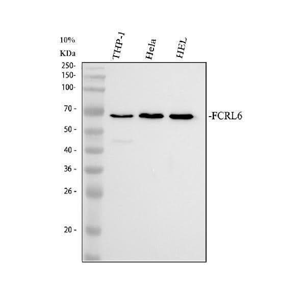 Anti-FCRL6 Antibody Picoband® Boster Bio