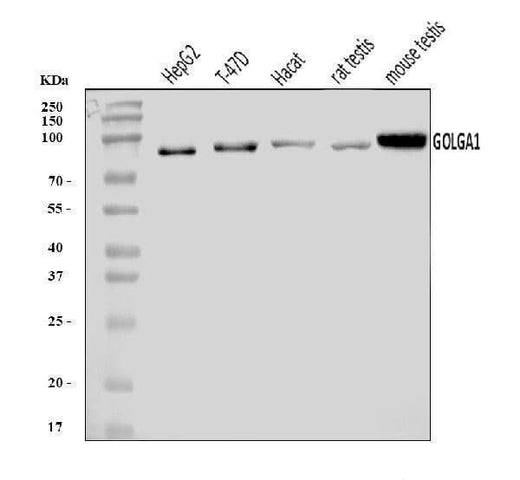 Anti-Golgin 97/GOLGA1 Antibody Picoband® Boster Bio