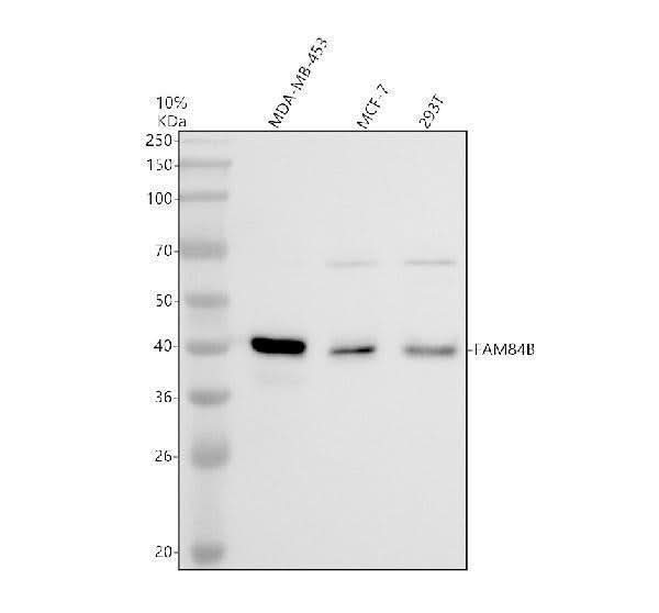 Anti-FAM84B/LRATD2 Antibody Picoband® Boster Bio