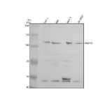 Anti-MAP10 Antibody Picoband® Boster Bio