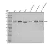 Anti-EEPD1 Antibody Picoband® Boster Bio