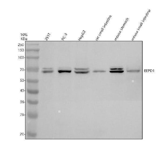 Anti-EEPD1 Antibody Picoband® Boster Bio