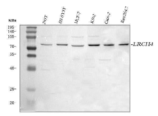 Anti-LRCH4 Antibody Picoband® Boster Bio