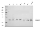 Anti-TMEM65 Antibody Picoband® Boster Bio