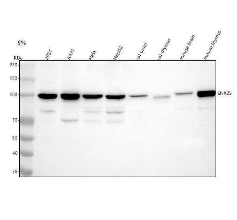 Anti-SNX25 Antibody Picoband® Boster Bio
