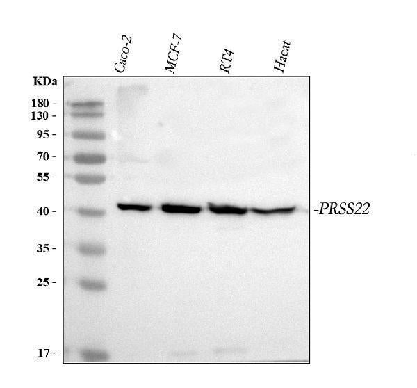 Anti-PRSS22 Antibody Picoband® Boster Bio