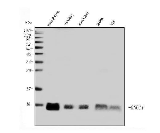 Anti-GNG11 Antibody Picoband® Boster Bio