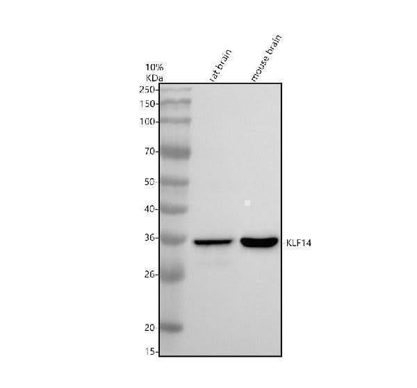Anti-SP6/KLF14 Antibody Picoband® Boster Bio