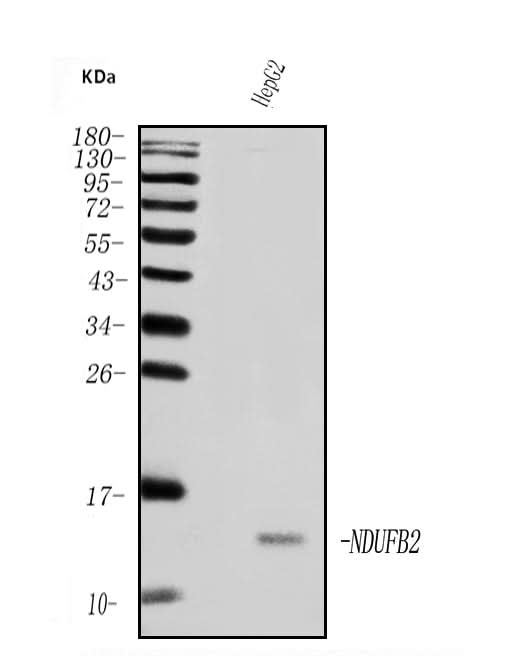 Anti-NDUFB2 Antibody Picoband® Boster Bio
