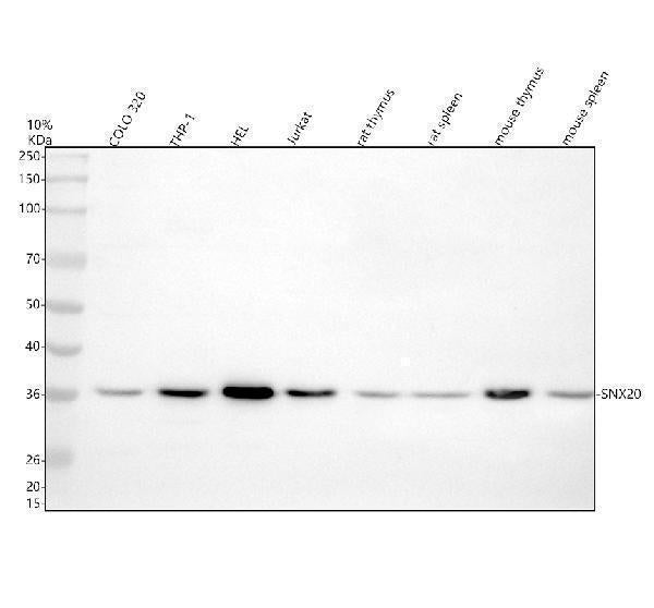 Anti-SNX20 Antibody Picoband® Boster Bio