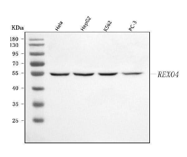 Anti-REXO4 Antibody Picoband® Boster Bio