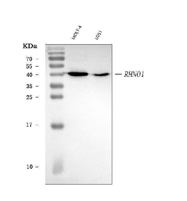 Anti-RHNO1 Antibody Picoband® Boster Bio