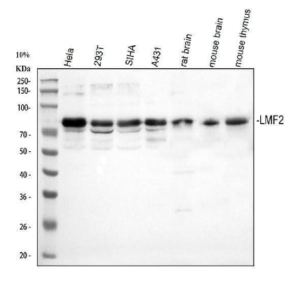 Anti-LMF2 Antibody Picoband® Boster Bio