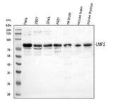 Anti-LMF2 Antibody Picoband® Boster Bio