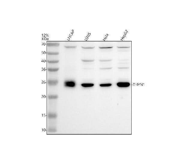 Anti-THYN1 Antibody Picoband® Boster Bio