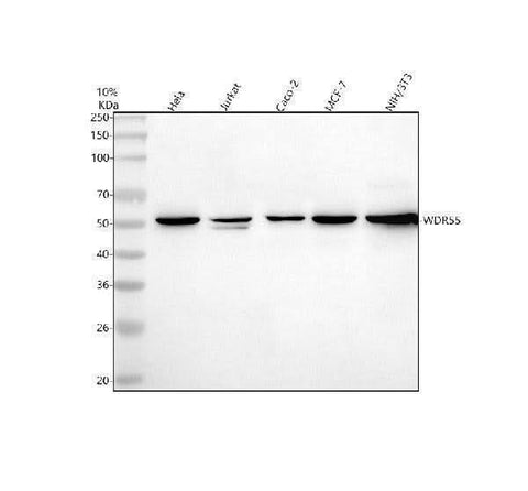 Anti-WDR55 Antibody Picoband® Boster Bio