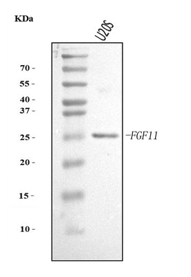 Anti-FGF11 Antibody Picoband® Boster Bio