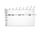 Anti-H1-7 Antibody Picoband® Boster Bio