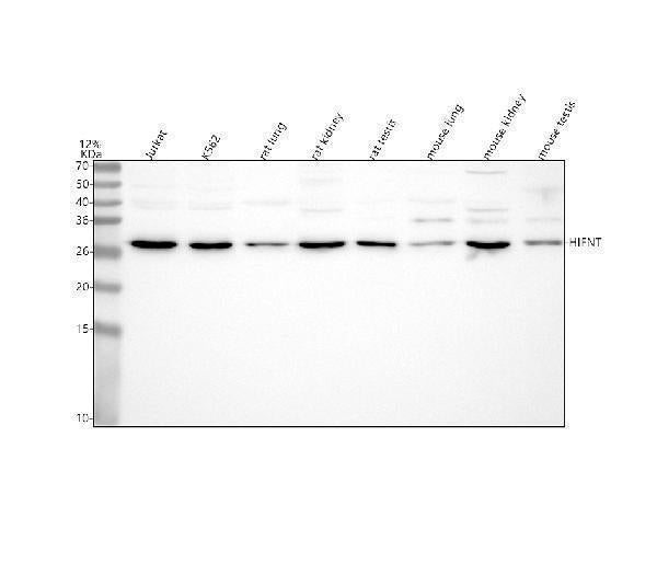 Anti-H1-7 Antibody Picoband® Boster Bio