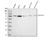 Anti-PXYLP1 Antibody Picoband® Boster Bio