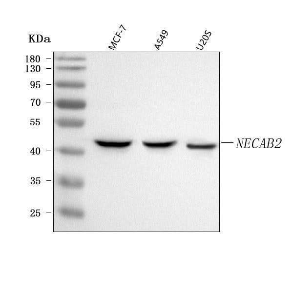 Anti-NECAB2 Antibody Picoband® Boster Bio