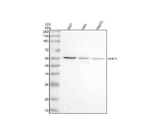 Anti-SYAP1 Antibody Picoband® Boster Bio