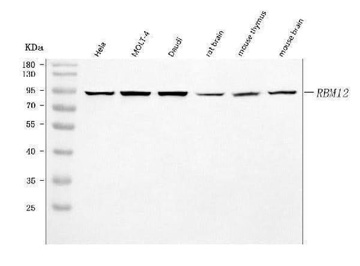 Anti-SWAN/RBM12 Antibody Picoband® Boster Bio