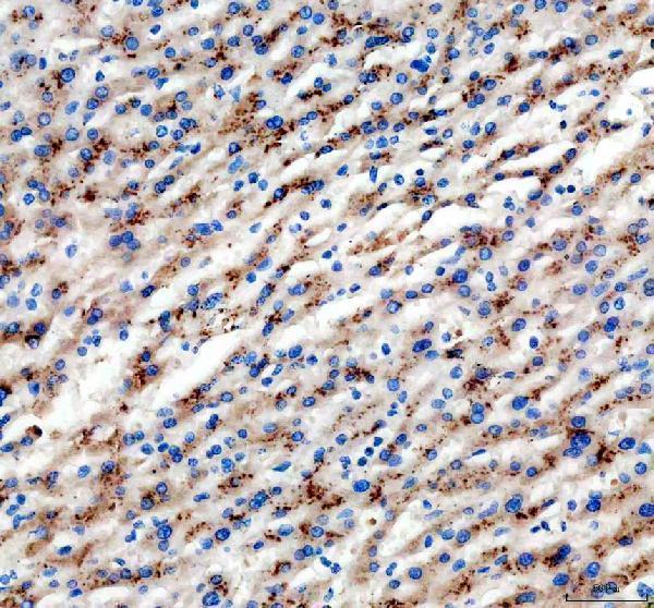 Anti-SLC25A47 Antibody Boster Bio