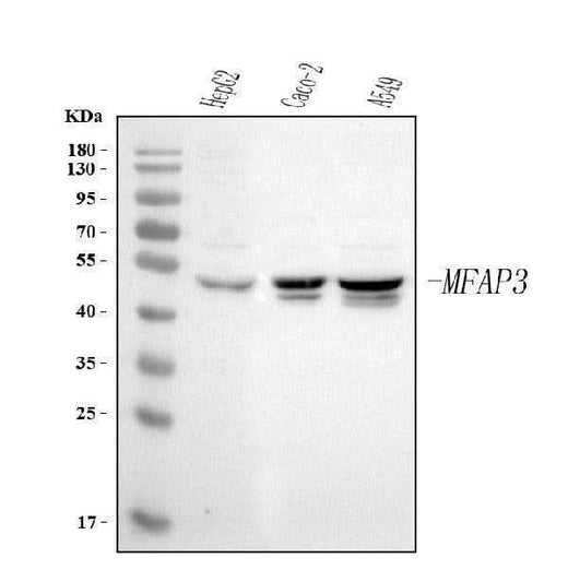 Anti-MFAP3 Antibody Picoband® Boster Bio