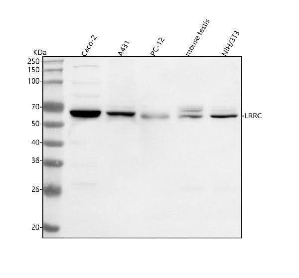 Anti-LRRC1 Antibody Picoband® Boster Bio