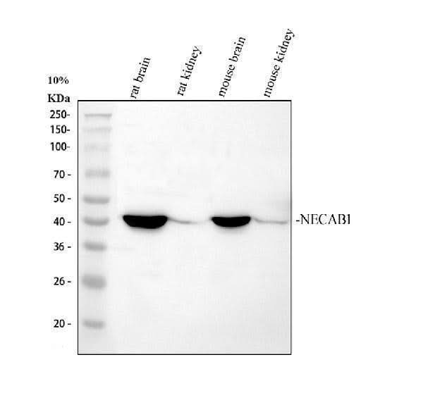 Anti-NECAB1 Antibody Picoband® Boster Bio