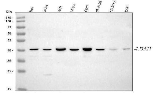 Anti-LDAH Antibody Picoband® Boster Bio