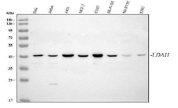 Anti-LDAH Antibody Picoband® Boster Bio