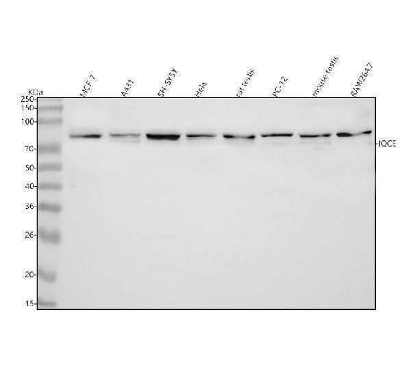 Anti-IQCE Antibody Picoband® Boster Bio