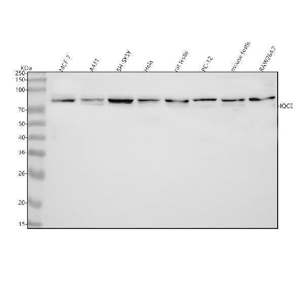 Anti-IQCE Antibody Picoband® Boster Bio