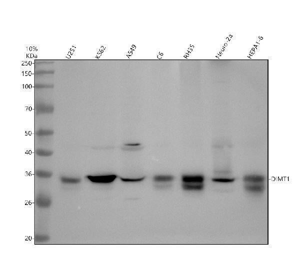 Anti-DIMT1 Antibody Picoband® Boster Bio