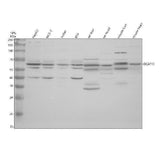 Anti-DCAF11 Antibody Picoband® Boster Bio
