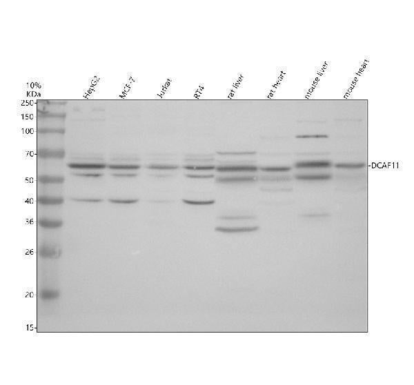 Anti-DCAF11 Antibody Picoband® Boster Bio